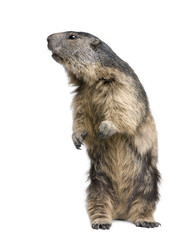 Alpine Marmot - Marmota marmota (4 years old)