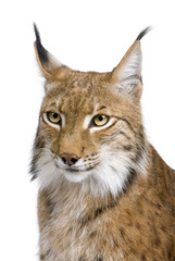 Fototapeta premium Close-up of a Eurasian Lynx's head - Lynx lynx (5 years old)