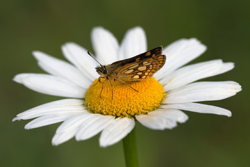 Butterfly and flower
