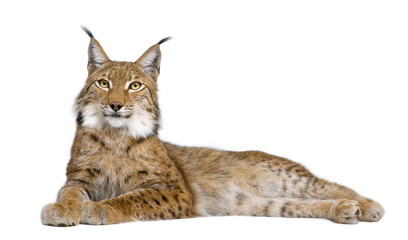 Obraz premium Eurasian Lynx - Lynx lynx (5 years old)