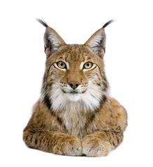 Crédence de cuisine en verre imprimé Lynx Lynx eurasien - Lynx lynx (5 ans)