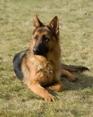 Moscow sheepdog.