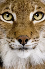 Gordijnen Close-up van het hoofd van een Euraziatische Lynx - Lynx lynx (5 jaar oud) © Eric Isselée