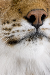 Naklejka premium close-up on a feline's snout - Eurasian Lynx - Lynx lynx (5 year