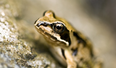 Grasfrosch, makro
