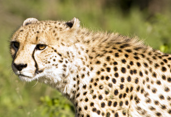 Cheetah stalk