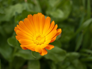 Orange marigold close-up