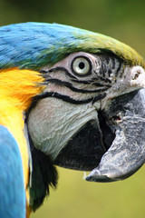 Das Auge des Ara