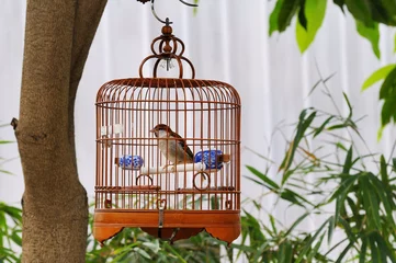 Crédence de cuisine en verre imprimé Oiseaux en cages Hong Kong