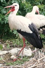 Storch-Eltern 2