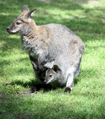 bennett-känguru, macropus rufogriseus im tierpark gettorf