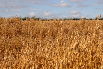 oat field at harvest