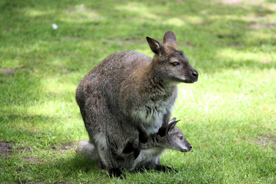 bennett-känguru, macropus rufogriseus im tierpark gettorf