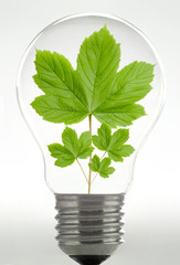 ampoule remplie de feuilles
