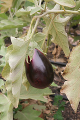 Eggplant