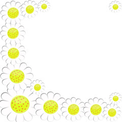 beautiful white flowers