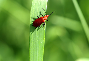 Roter Käfer
