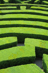 Hedges labyrinth