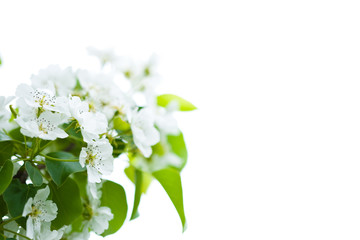 White flowers of apple tree