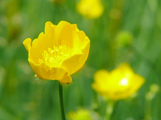 Obraz premium Blume,Butterblume