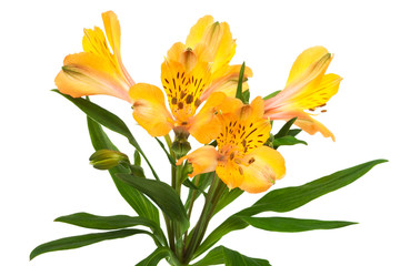 Beautiful orange alstroemeria