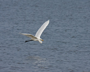 Fototapeta na wymiar Great White Egret flying at Tendaba