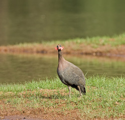 Helmeted Guineafowl in Senegal