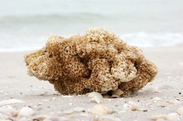 close up with shallow depth of field of a sea sponge