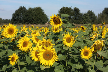 Fototapeta premium Sonnenblumenfeld