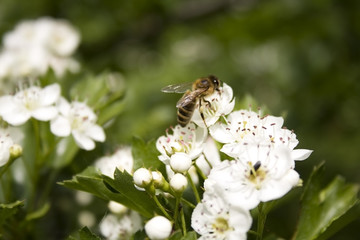 bee on white flowers