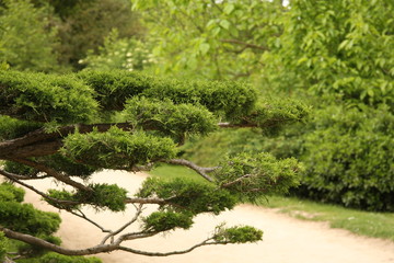 conifère en taille nuage