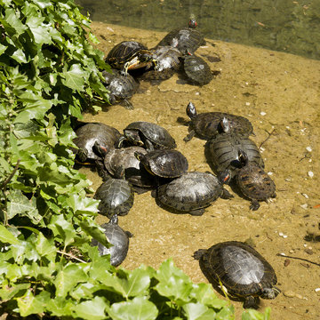 Famiglia di tartarughe
