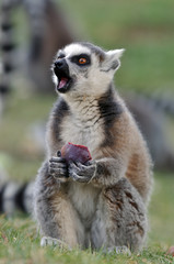 eating lemur