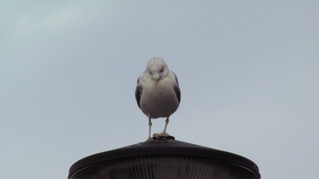 M&ouml;we, rutschend auf Laterne