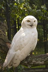 Obraz premium white siberian owl