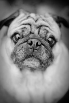 Dogs at local park; pug