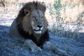 Black maned Okavango lIon