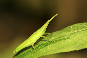 locust