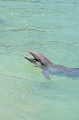 Dolphin