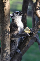 eating lemur