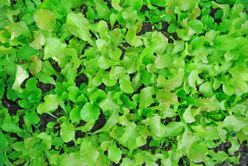 leaf lettuce in the garden
