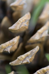 Amcro of a pinecone.