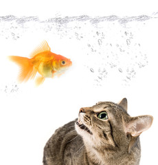 angry cat and gold fish