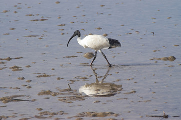 Sacred Ibis