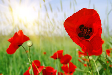 beautiful nature scene with tulip sunny day