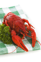 crayfish food