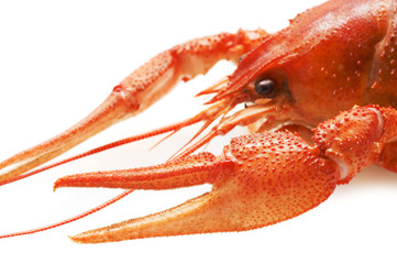 crayfish