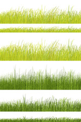 green grass pattern on white background