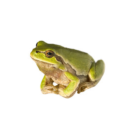Green Tree Frog