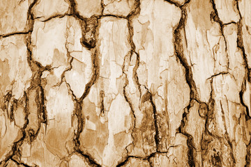 orange bark background